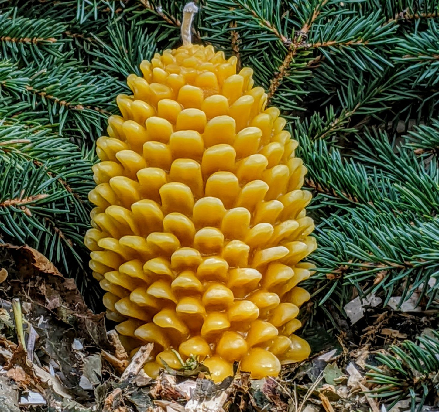 BEESWAX CANDLE: PINE CONE