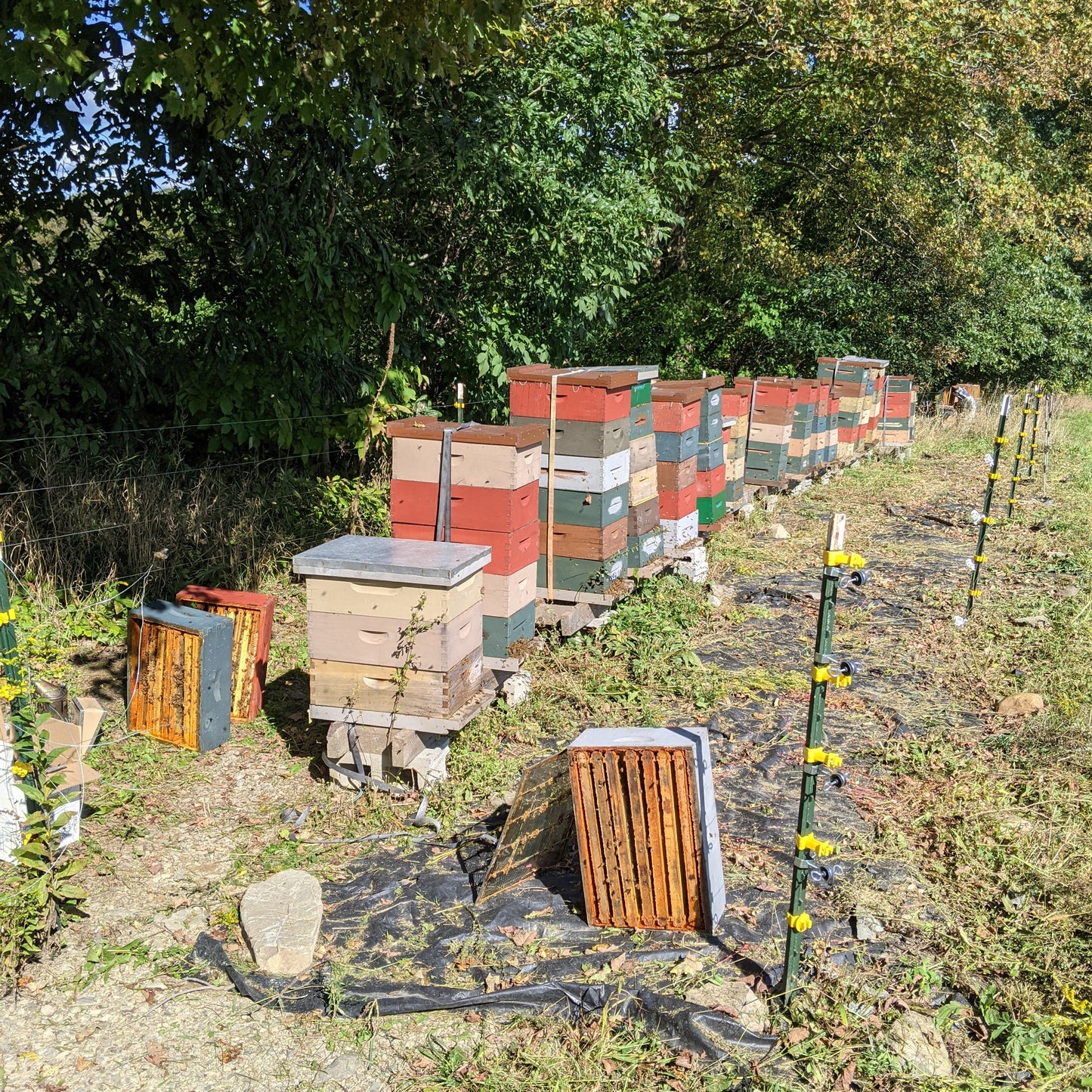 A Day with the bees