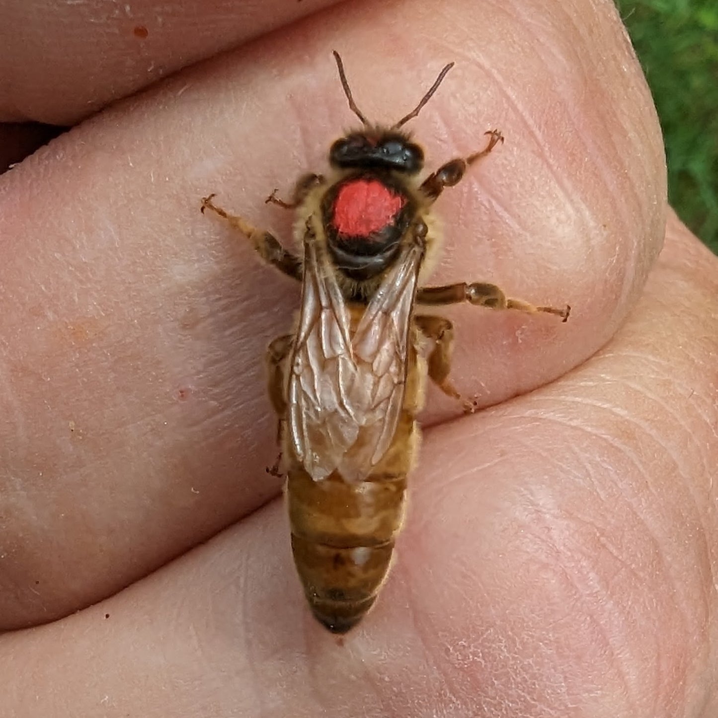 2026 QUEEN HONEY BEE