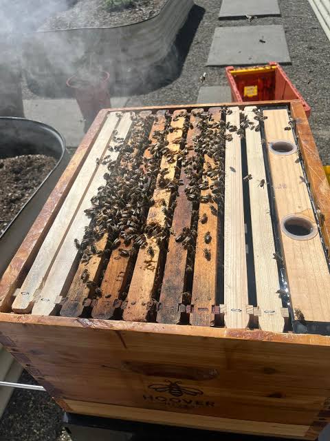 Why Feeding Your Bees is Totally Okay and Sometimes Necessary