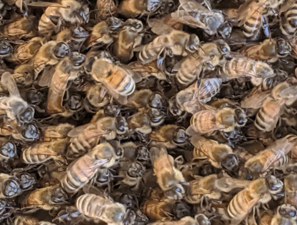 Honey Bees