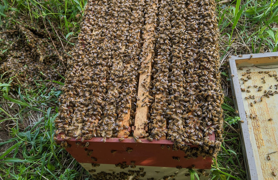 A season with the bees