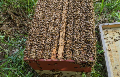 A season with the bees