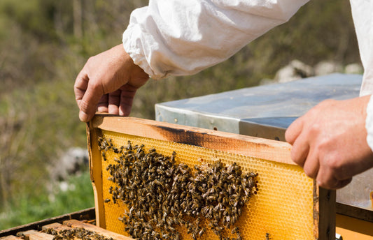 A season with the bees
