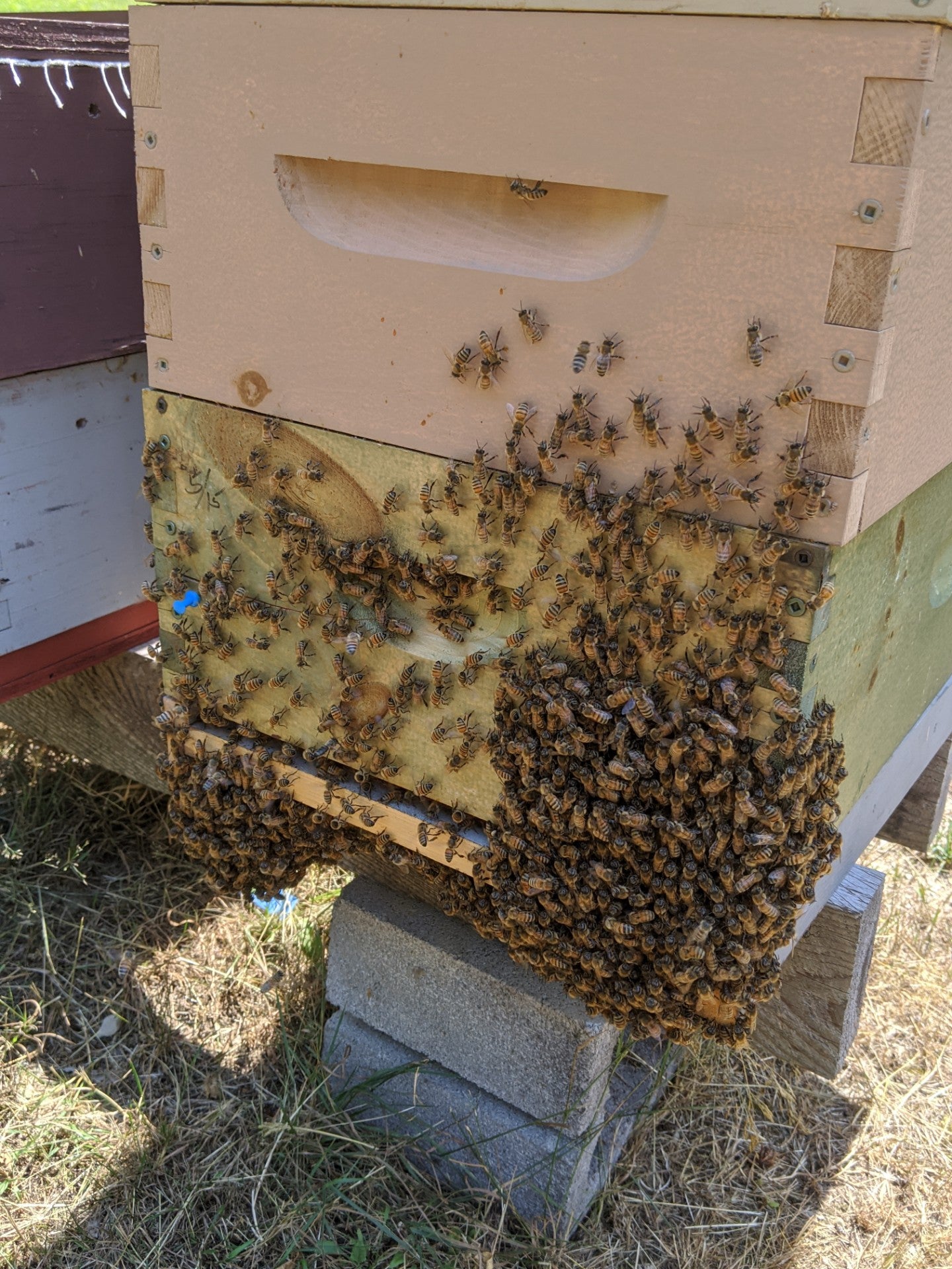 A season with the bees