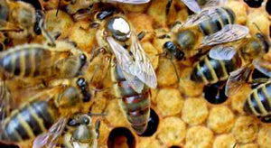 2024 Queen Honey Bee