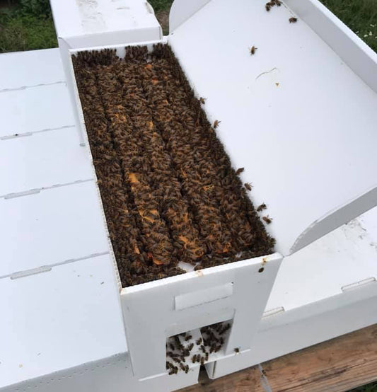 2026 NORTHERN NUCLEUS HIVES
